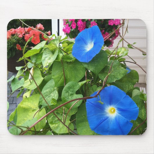 Brilliant Blue Morning Glories Close-up Muismat (Voorkant)