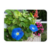 Brilliant Blue Morning Glories Magneet (Horizontaal)