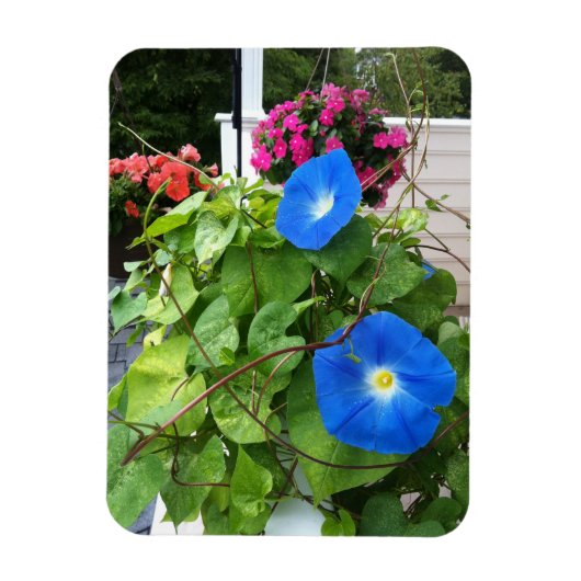 Brilliant Blue Morning Glories Magneet (Verticaal)
