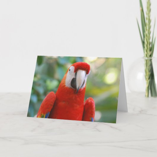 Brilliant Red Parrot Wenskaart Kaart (Voorkant)