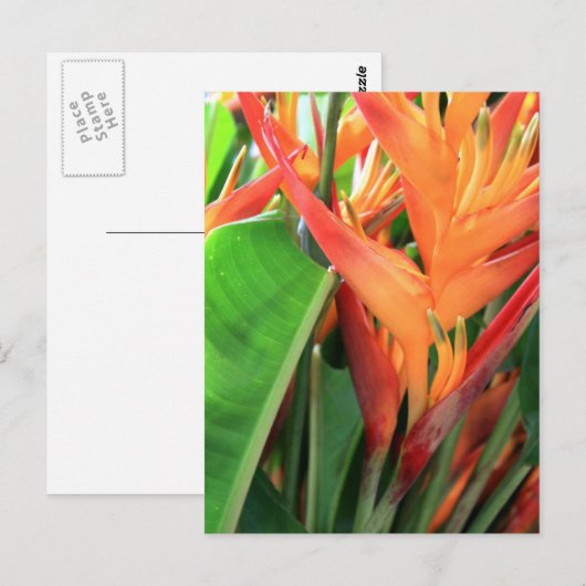Brilliant Tropical Heliconia Florals Briefkaart (Voorkant / Achterkant)
