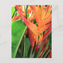 Brilliant Tropical Heliconia Florals Briefkaart