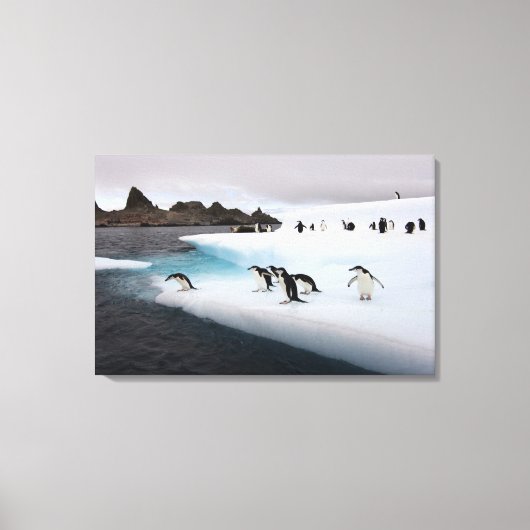 Brilpinguïns Canvas Afdruk (Voorkant)