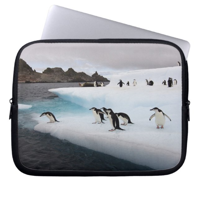 Brilpinguïns Laptop Sleeve (Voorkant)