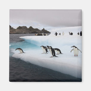 Brilpinguïns Magneet