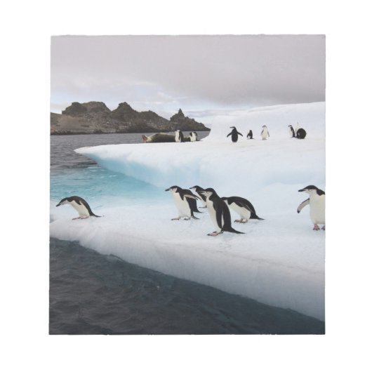 Brilpinguïns Notitieblok (Voorkant)