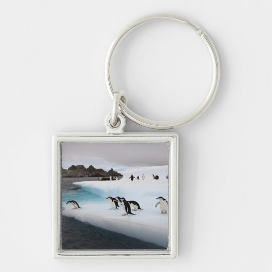 Brilpinguïns Sleutelhanger (Voorkant)