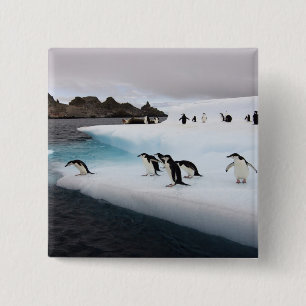 Brilpinguïns Vierkante Button 5,1 Cm