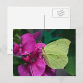 Brimstone Briefkaart (Voorkant / Achterkant)