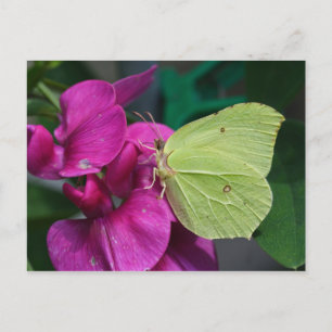 Brimstone Briefkaart