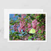Brimstone Butterfly on a Flowering Currant Struik Briefkaart (Voorkant / Achterkant)
