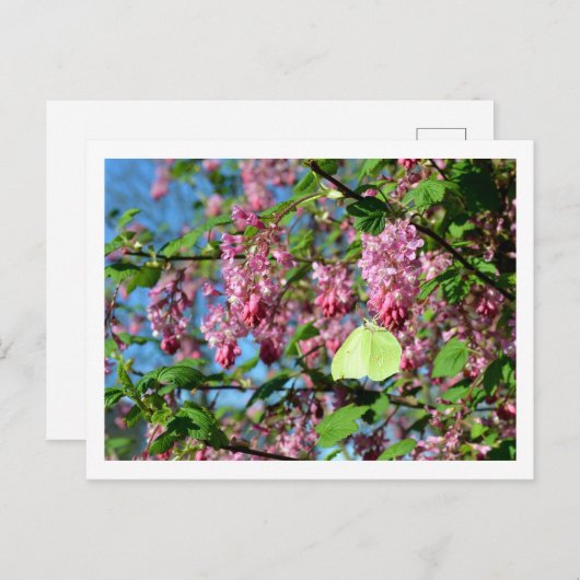 Brimstone Butterfly on a Flowering Currant Struik Briefkaart (Voorkant / Achterkant)