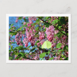 Brimstone Butterfly on a Flowering Currant Struik Briefkaart