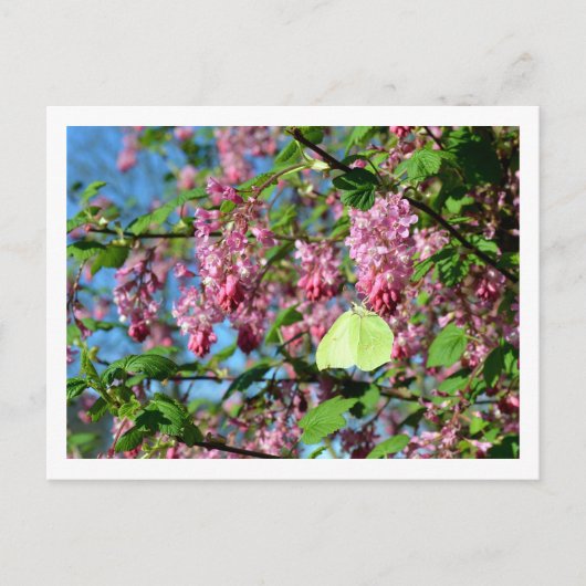 Brimstone Butterfly on a Flowering Currant Struik Briefkaart (Voorkant)