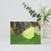 Brimstone (Gonepteryx rhamni) vlinder Briefkaart (Staand voorkant)