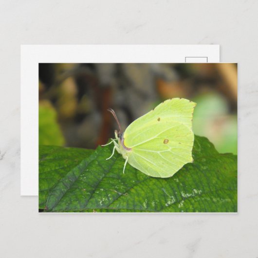 Brimstone (Gonepteryx rhamni) vlinder Briefkaart (Voorkant / Achterkant)