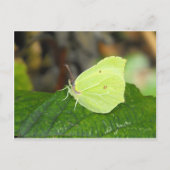 Brimstone (Gonepteryx rhamni) vlinder Briefkaart (Voorkant)