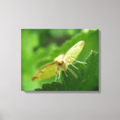 Brimstone Mot Canvasprint Canvas Afdruk (Voorkant)