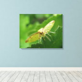 Brimstone Mot Canvasprint Canvas Afdruk (Insitu (Houten vloer))