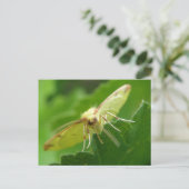 Brimstone Moth Briefkaart (Staand voorkant)