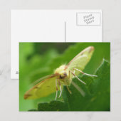 Brimstone Moth Briefkaart (Voorkant / Achterkant)