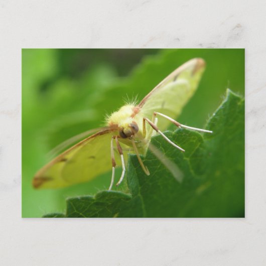 Brimstone Moth Briefkaart (Voorkant)