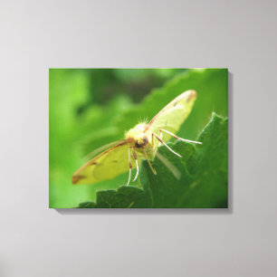 Brimstone Moth Canvas afdrukken