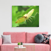 Brimstone Moth Canvas afdrukken (Insitu (Woonkamer))