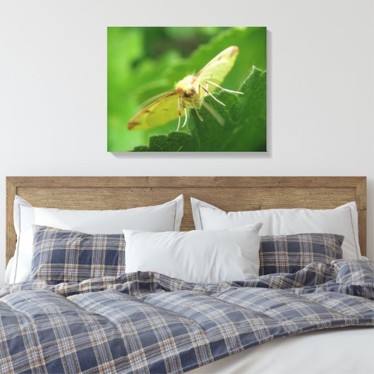 Brimstone Moth Canvas afdrukken (Insitu (Slaapkamer))