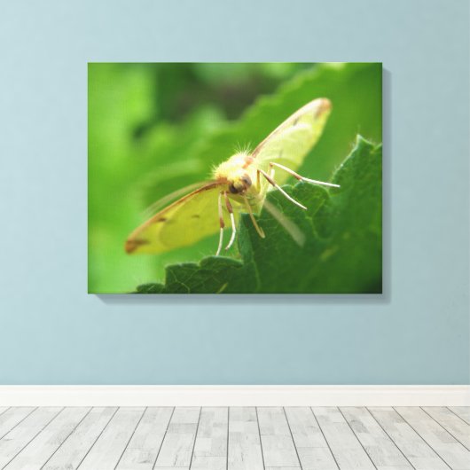 Brimstone Moth Canvas afdrukken (Insitu (Houten vloer))