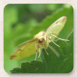 Brimstone Moth Cork Onderzetter
