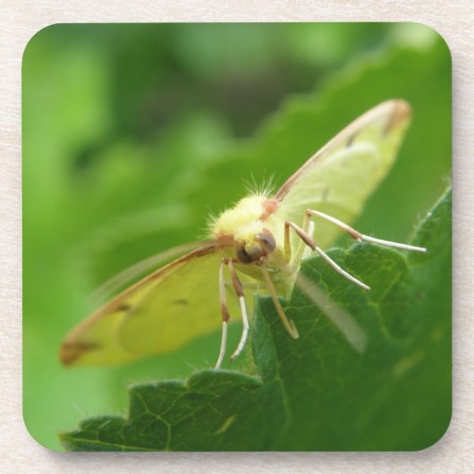 Brimstone Moth Cork Onderzetter (Voorkant)