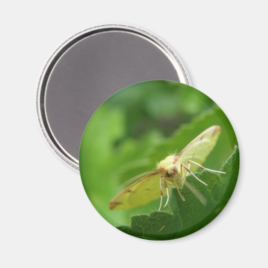 Brimstone Moth Magnet (Voorkant / Achterkant)