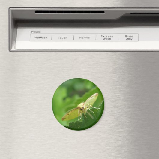 Brimstone Moth Magnet (Insitu (Vaatwasser))