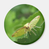 Brimstone Moth Magnet (Voorkant)