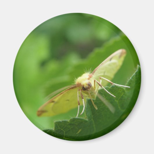 Brimstone Moth Magnet (Voorkant)