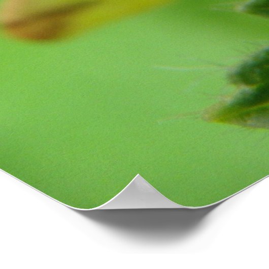 Brimstone Moth Print (Hoek)