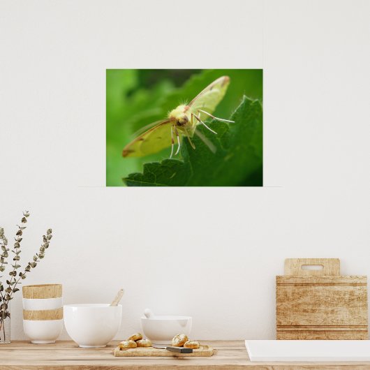 Brimstone Moth Print (Keuken)
