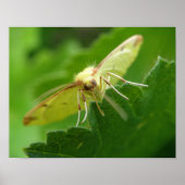 Brimstone Moth Print (Voorkant)