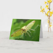 Brimstone Moth Wenskaart Kaart (Gele Bloem)