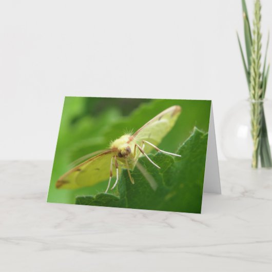 Brimstone Moth Wenskaart Kaart (Voorkant)