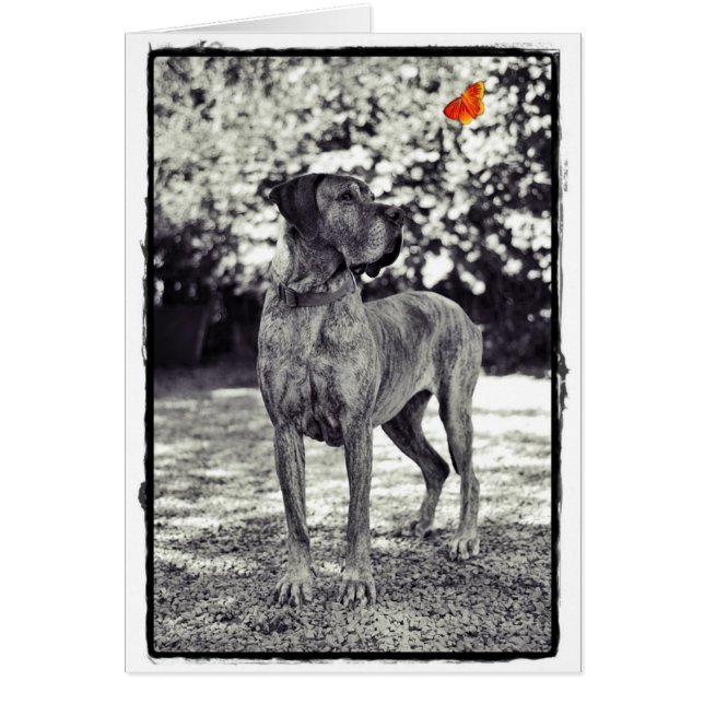 Brindel Dane Helia (Voorkant)