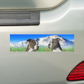 Brindle & Blue Staffordshire & Pit Bull Dogs Bumpersticker (Op auto)