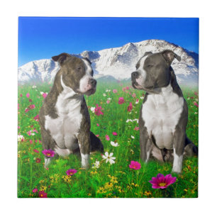 Brindle & Blue Staffordshire & Pit Bull Dogs Tegeltje