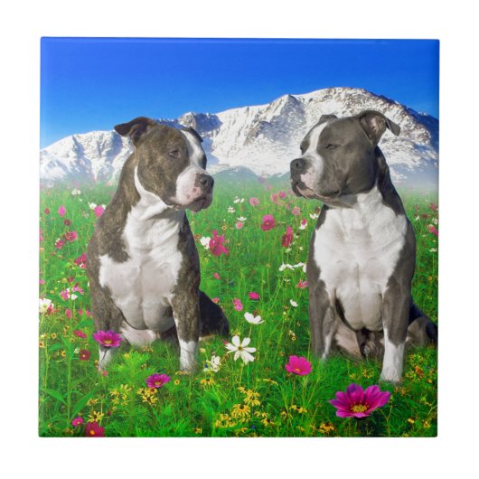 Brindle & Blue Staffordshire & Pit Bull Dogs Tegeltje (Voorkant)