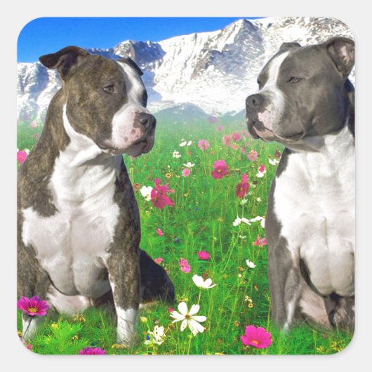 Brindle & Blue Staffordshire & Pit Bull Dogs Vierkante Sticker (Voorkant)