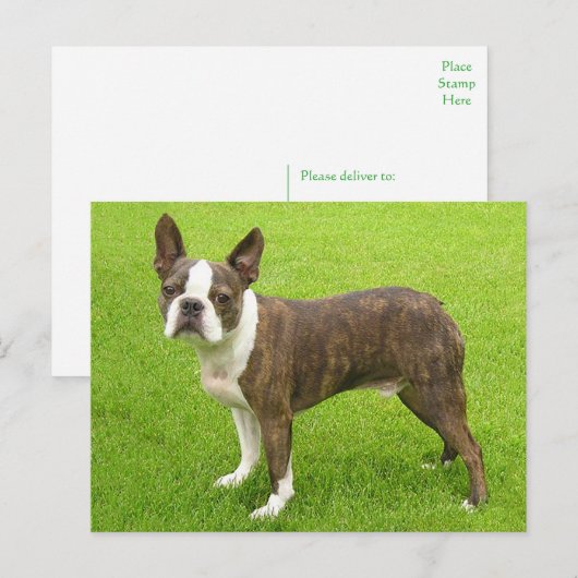 Brindle Boston Terrier Puppy Dog Denken aan jou Briefkaart (Voorkant / Achterkant)