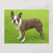 Brindle Boston Terrier Puppy Dog Denken aan jou Briefkaart (Voorkant)