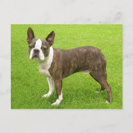 Brindle Boston Terrier Puppy Dog Denken aan jou Briefkaart (Voorkant)