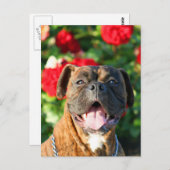 Brindle boxer Briefkaart (Voorkant / Achterkant)